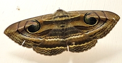 Spirama helicina