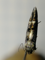 Mompha conturbatella