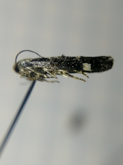 Mompha conturbatella
