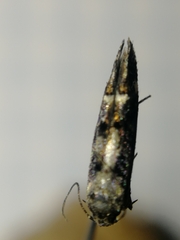 Mompha conturbatella