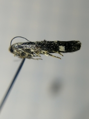 Mompha conturbatella
