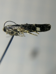 Mompha conturbatella