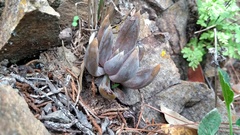 Echeveria craigiana