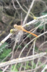 Sympetrum meridionale