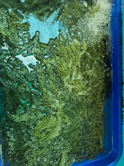 Caulerpa lentillifera