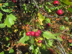 Crataegus ucrainica