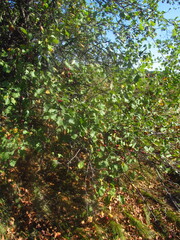 Crataegus ucrainica