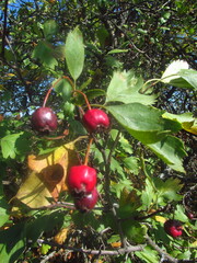 Crataegus ucrainica