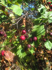 Crataegus ucrainica