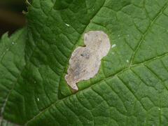 Coptotriche marginea