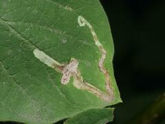 Aulagromyza hendeliana