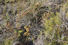 Stylapterus fruticulosus