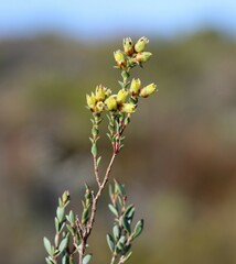 Stylapterus fruticulosus