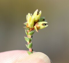 Stylapterus fruticulosus