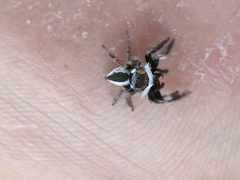 Carrhotus coronatus