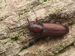 Pycnomerus terebrans