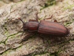 Pycnomerus terebrans