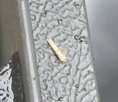 Blastobasis lacticolella