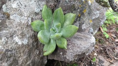 Echeveria craigiana
