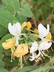 Lonicera biflora