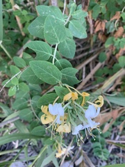 Lonicera biflora