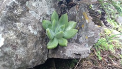 Echeveria craigiana