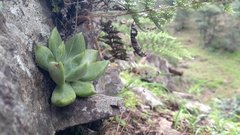 Echeveria craigiana