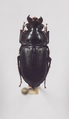Harpalus hirtipes