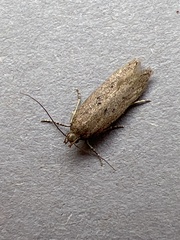 Bryotropha terrella