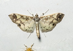 Polythlipta