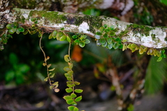 Codonanthopsis macradenia