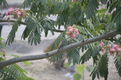Muscicapa striata tyrrhenica