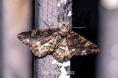 Uliura combustaria