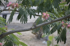 Muscicapa striata tyrrhenica
