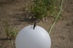 Muscicapa striata tyrrhenica