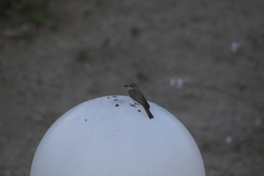 Muscicapa striata tyrrhenica