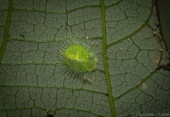 Myiodactylinae