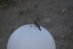 Muscicapa striata tyrrhenica