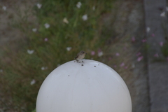 Muscicapa striata tyrrhenica