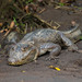 Caiman crocodilus - Photo (c) Rich Kostecke,  זכויות יוצרים חלקיות (CC BY-NC)