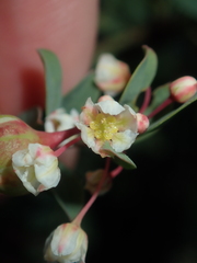 Phyllanthus calycinus