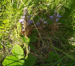 Orobanche coerulescens