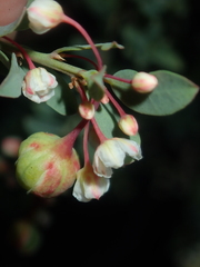 Phyllanthus calycinus