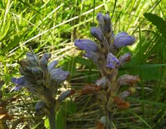 Orobanche coerulescens