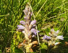 Orobanche coerulescens