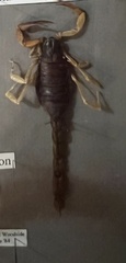 Hadruridae