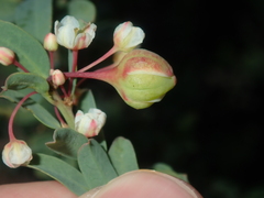 Phyllanthus calycinus