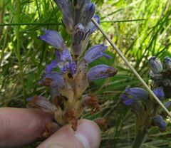 Orobanche coerulescens