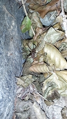 Dolichopoda bormansi