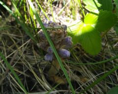 Orobanche coerulescens